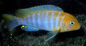 Metriaclima hajomaylandi